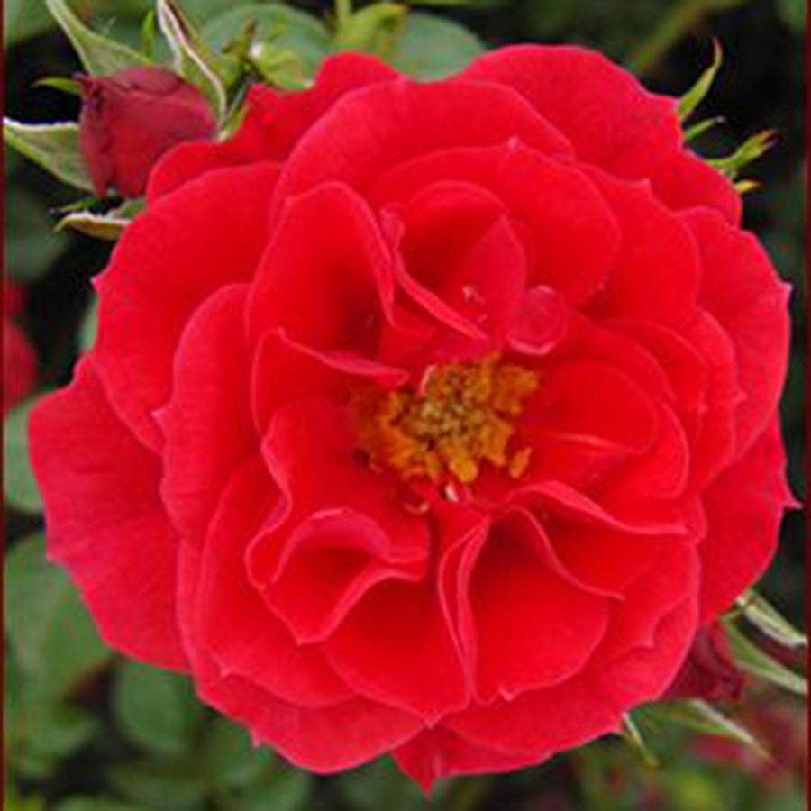 Love Never Dies Rose Bush Gift Remembrance Rose Bush