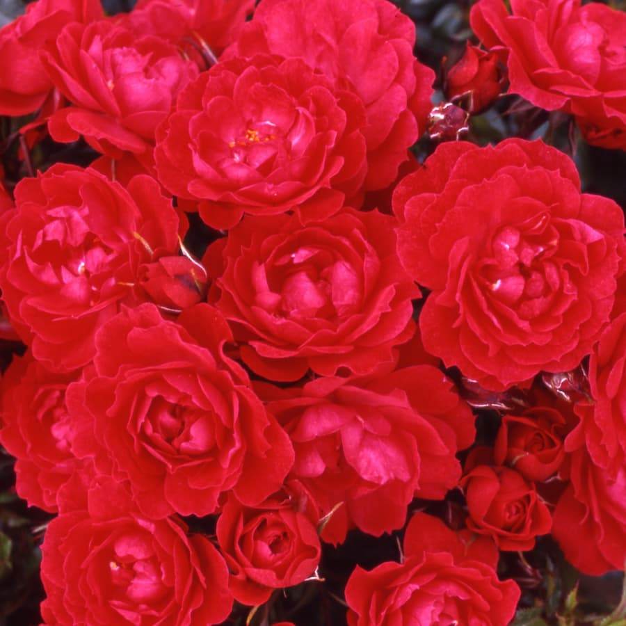 Loving Memories Rose Bush Gift Loving Memories Patio Rose Bush - Rose Bush Gift - Tree2mydoor