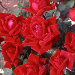 Loving Memory Rose Bush Gift - Rose Bush Gift - Tree2mydoor