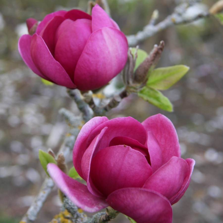 12L Magnolia Black Tulip ® 1.5m - Gardeners Club - Tree2mydoor
