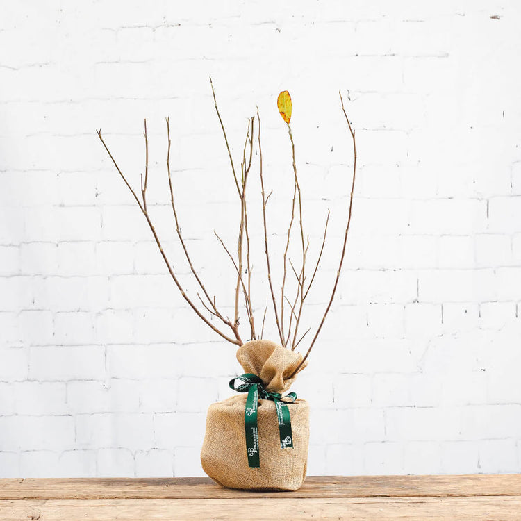 star magnolia tree gift with hessian wrap