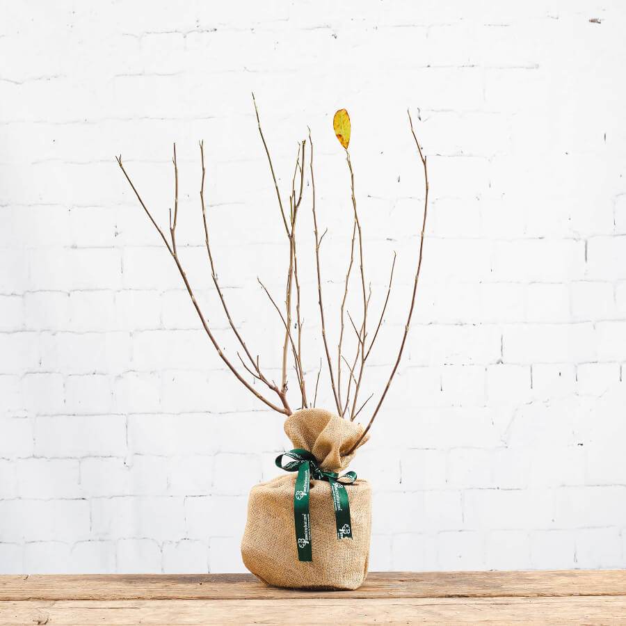 Star Magnolia Tree Gift - Flowering Tree Gift - Tree2mydoor