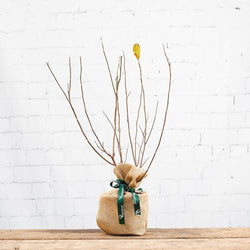 Star Magnolia Tree Gift - Flowering Tree Gift - Tree2mydoor