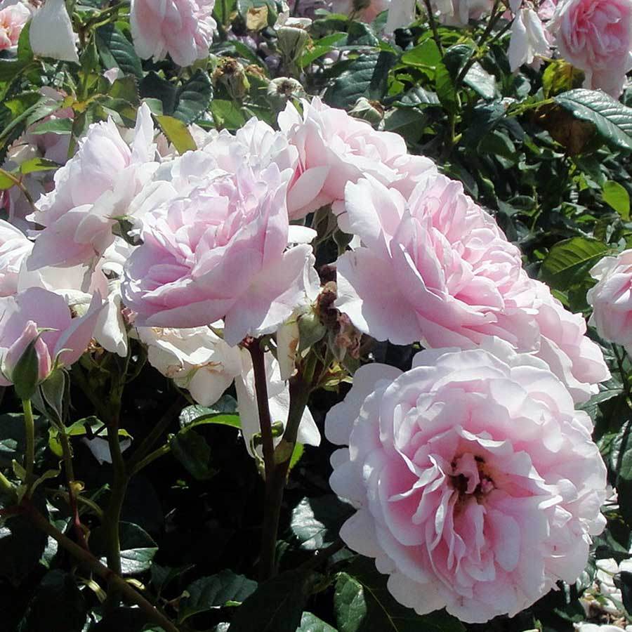 Make a Wish Rose Bush Gift - Rose Bush Gift - Tree2mydoor