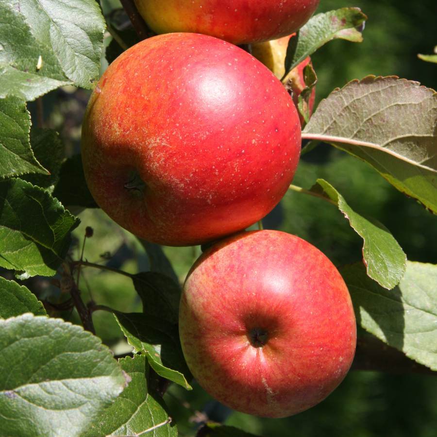 12L Apple (Malus) Christmas Pippin ® 1.5m MM106 (Semi Vigourous) - Gardeners Club - Tree2mydoor