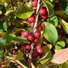 Malus 'Gorgeous' for Sale