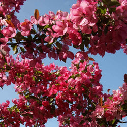 12L Malus 'Indian Magic' 1.5m - Gardeners Club - Tree2mydoor