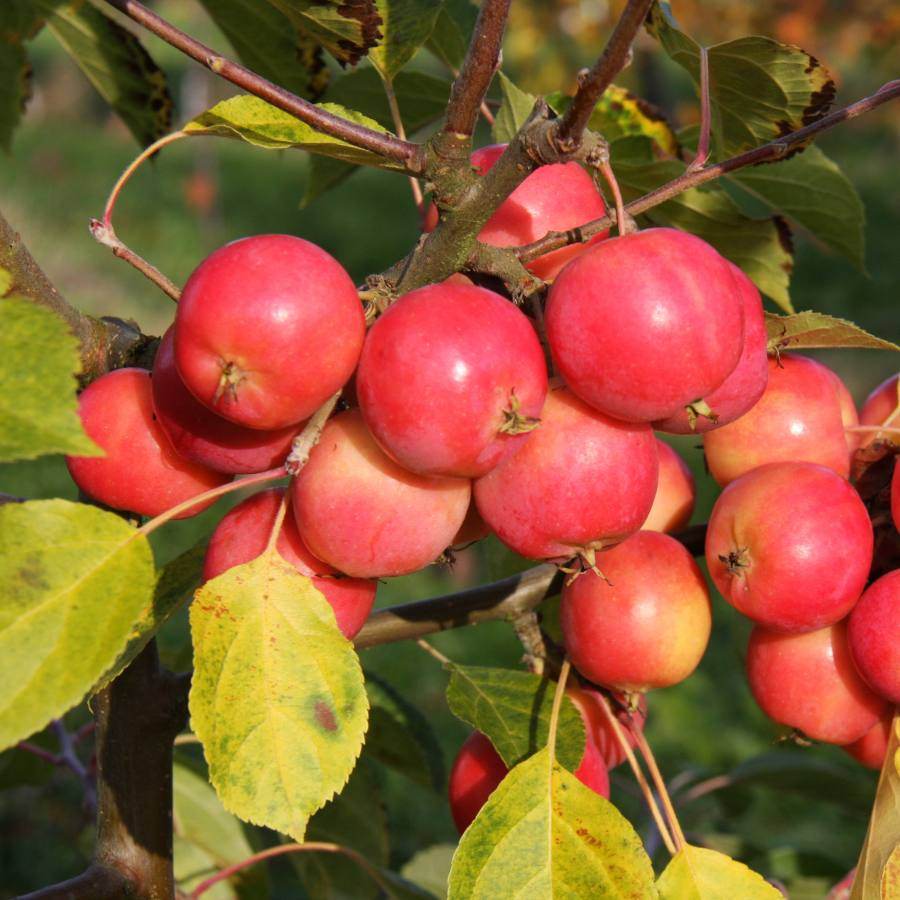 12L Malus 'Jelly King' 1.5m - Gardeners Club - Tree2mydoor