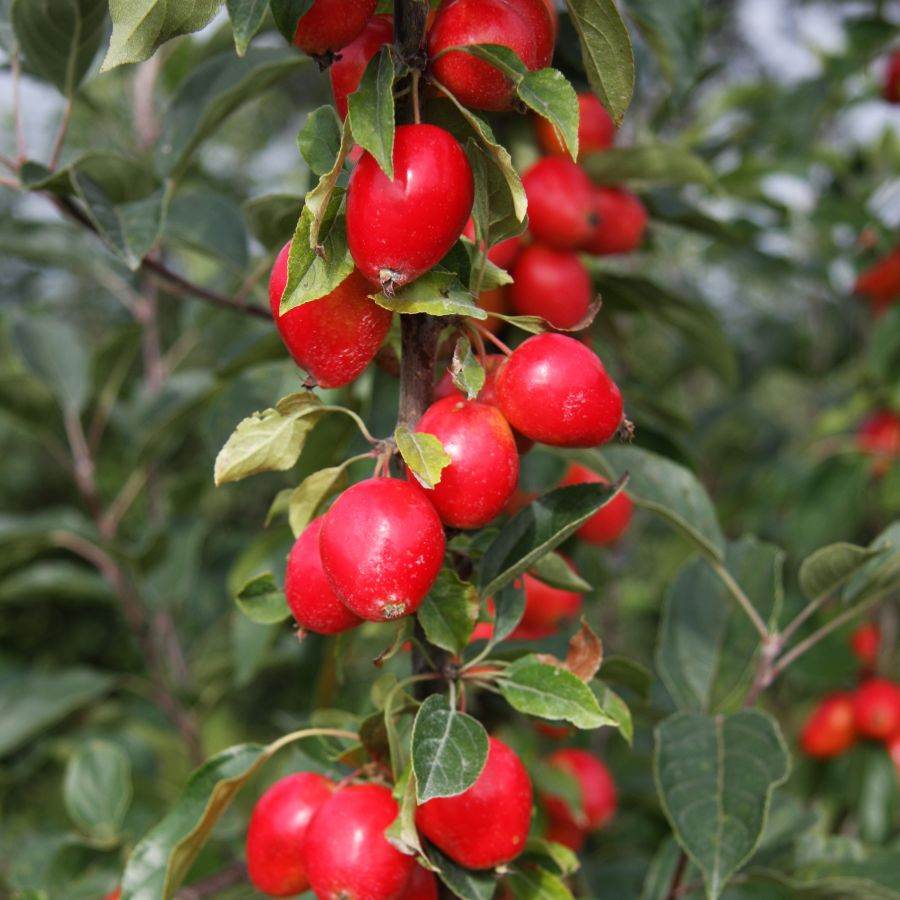 12L Malus 'John Downie' 1.5m - Gardeners Club - Tree2mydoor