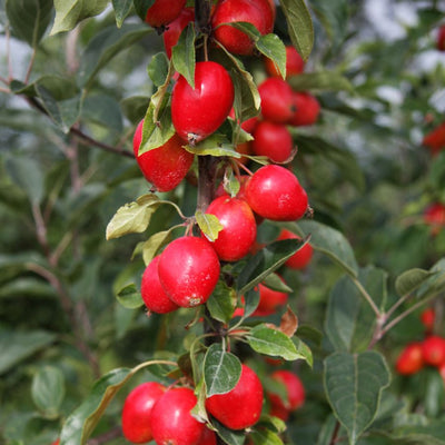 Buy Malus 'John Downie'