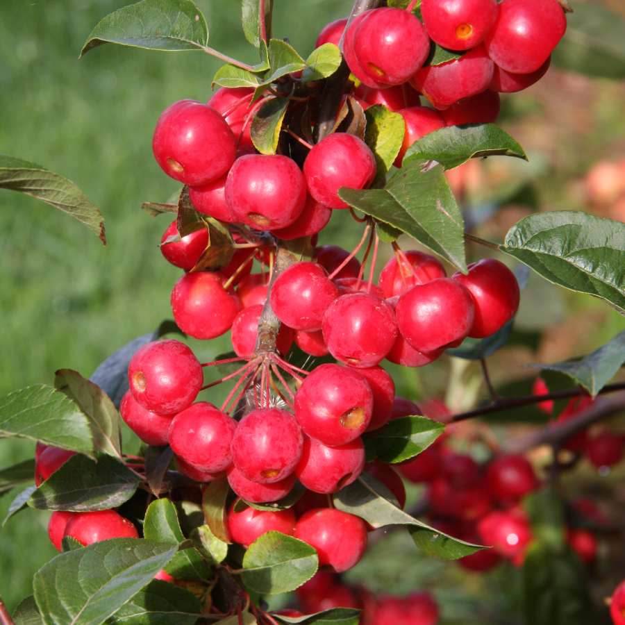 12L Malus x robusta 'Red Sentinel' 1.5m - Gardeners Club - Tree2mydoor
