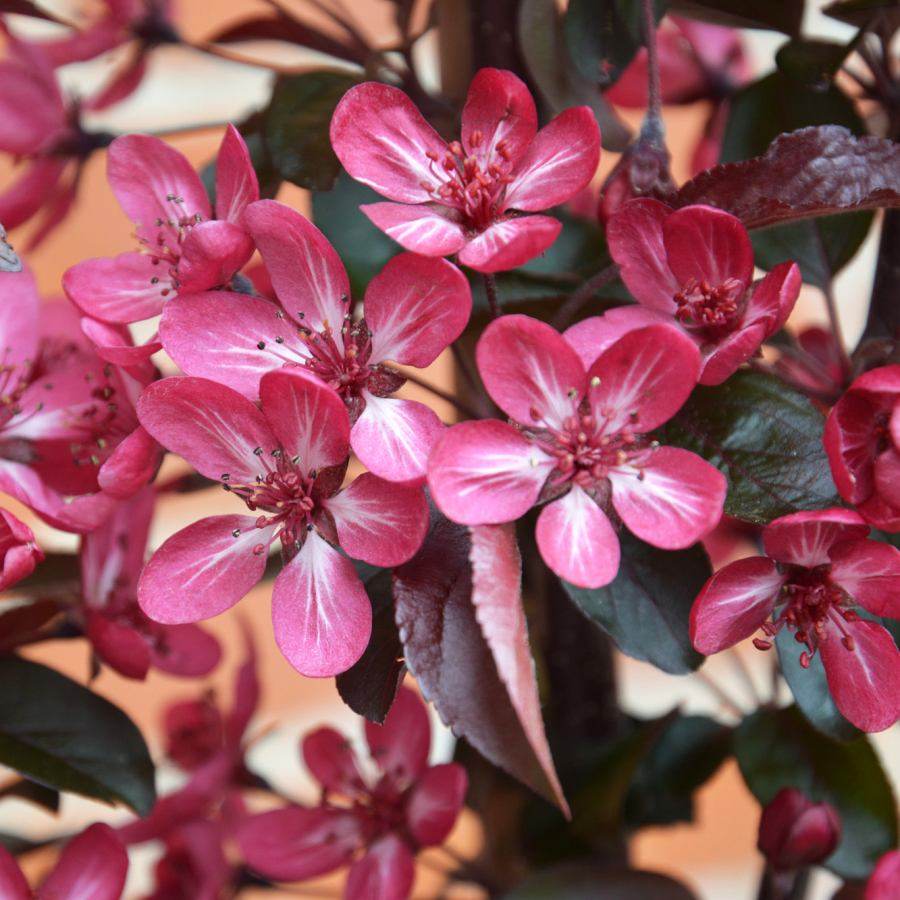 7L Malus toringo 'Aros' ® 1.5m - Gardeners Club - Tree2mydoor