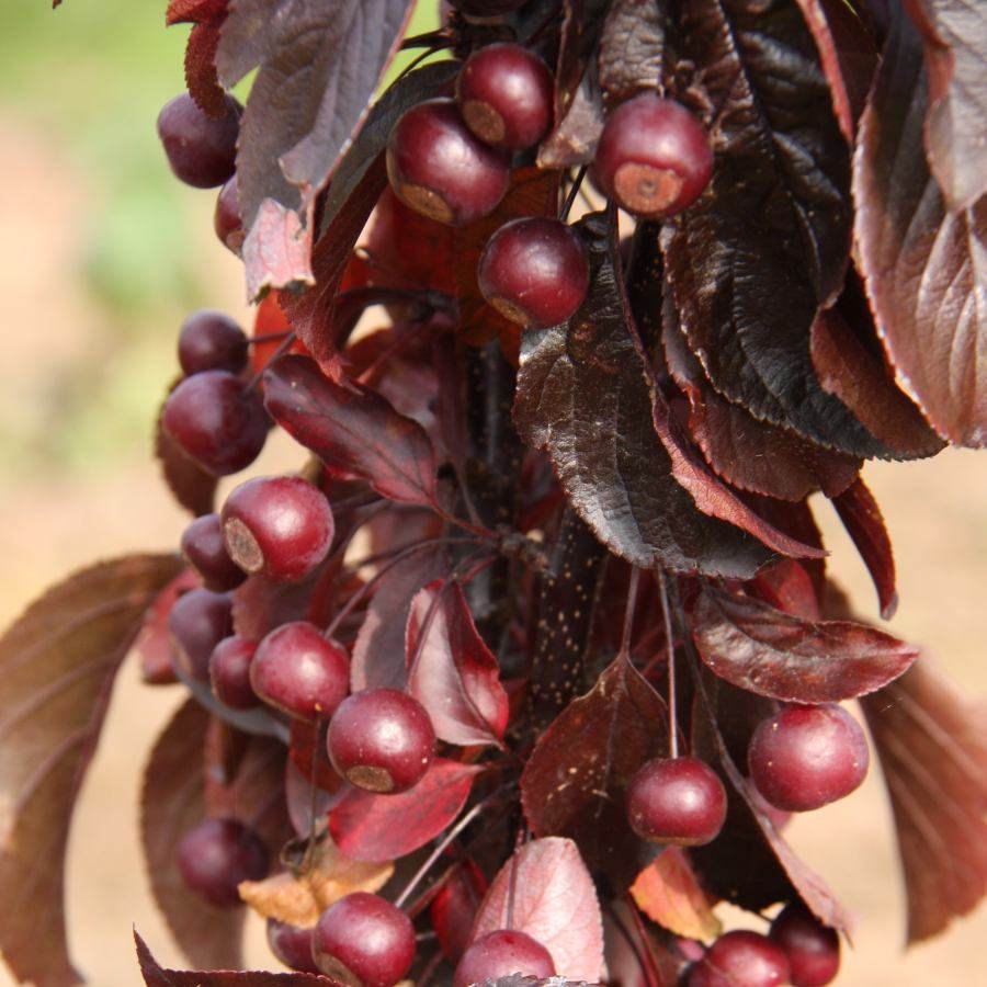 7L Malus toringo 'Aros' ® 1.5m - Gardeners Club - Tree2mydoor