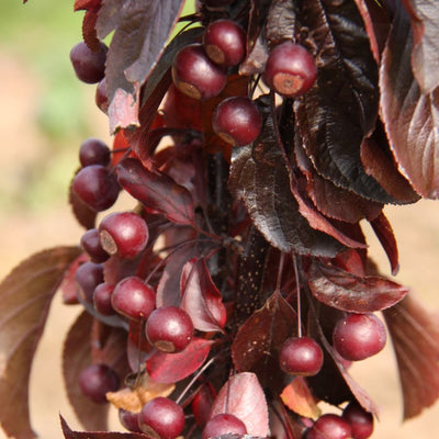 Malus toringo 'Aros' ® for Sale