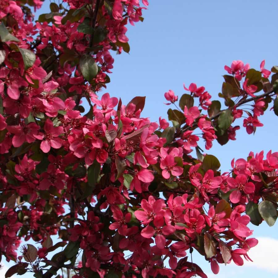 12L Malus toringo 'Scarlett' ® 1.5m - Gardeners Club - Tree2mydoor