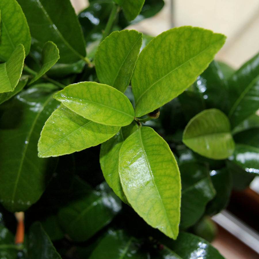 Mandarin Tree Gift - Citrus Tree Gift - Tree2mydoor