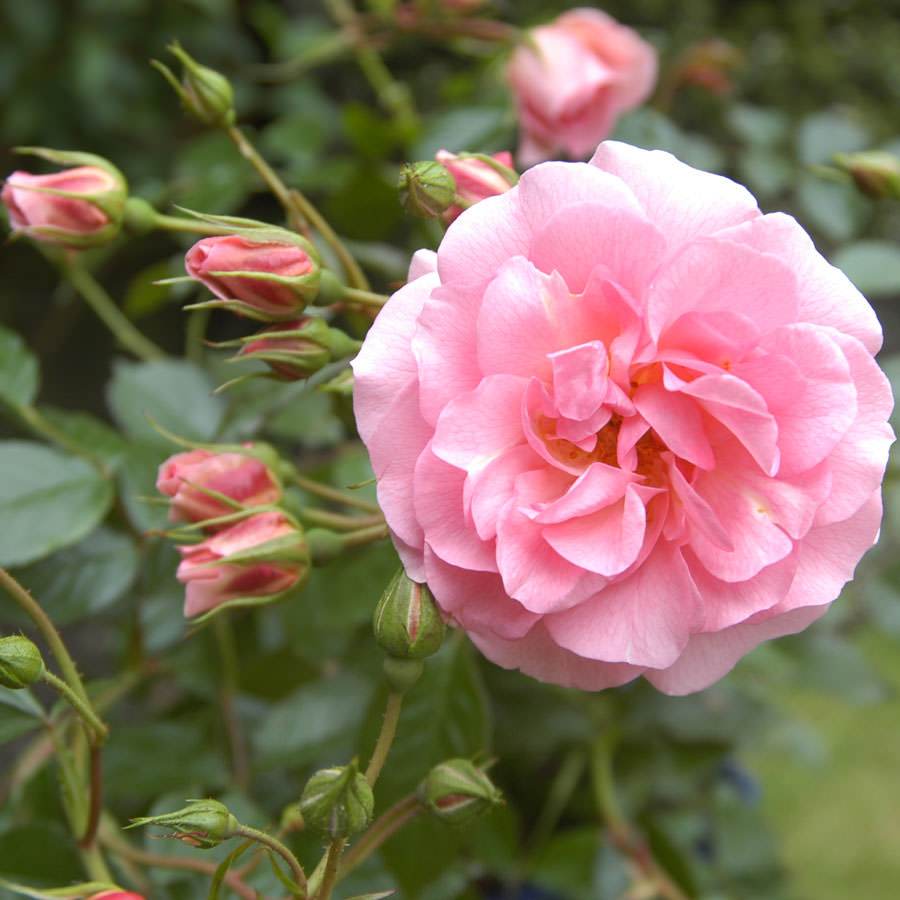 Many Happy Returns Rose Bush Gift - Rose Bush Gift - Tree2mydoor