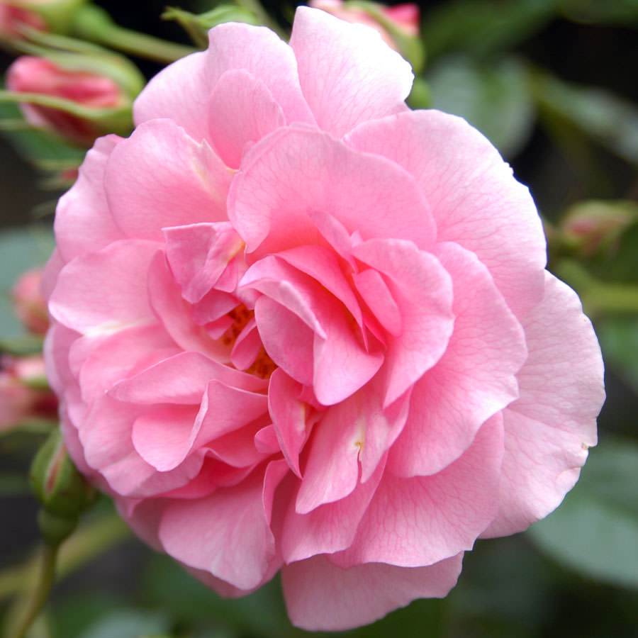 Many Happy Returns Rose Bush Gift - Rose Bush Gift - Tree2mydoor