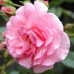 Many Happy Returns Rose Bush Gift - Rose Bush Gift - Tree2mydoor