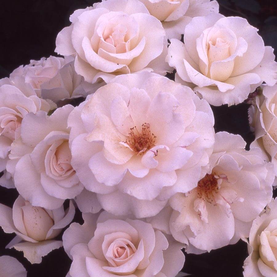 Margaret Merril Rose Bush blooms
