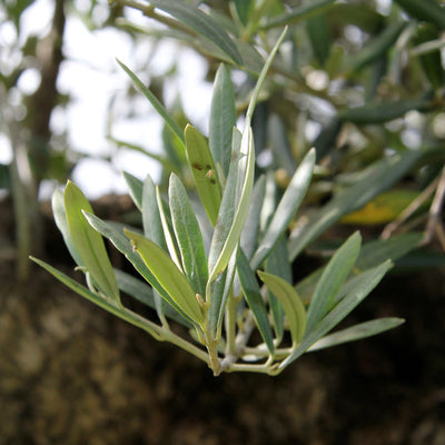 Mature Olive Trees by Mail Order