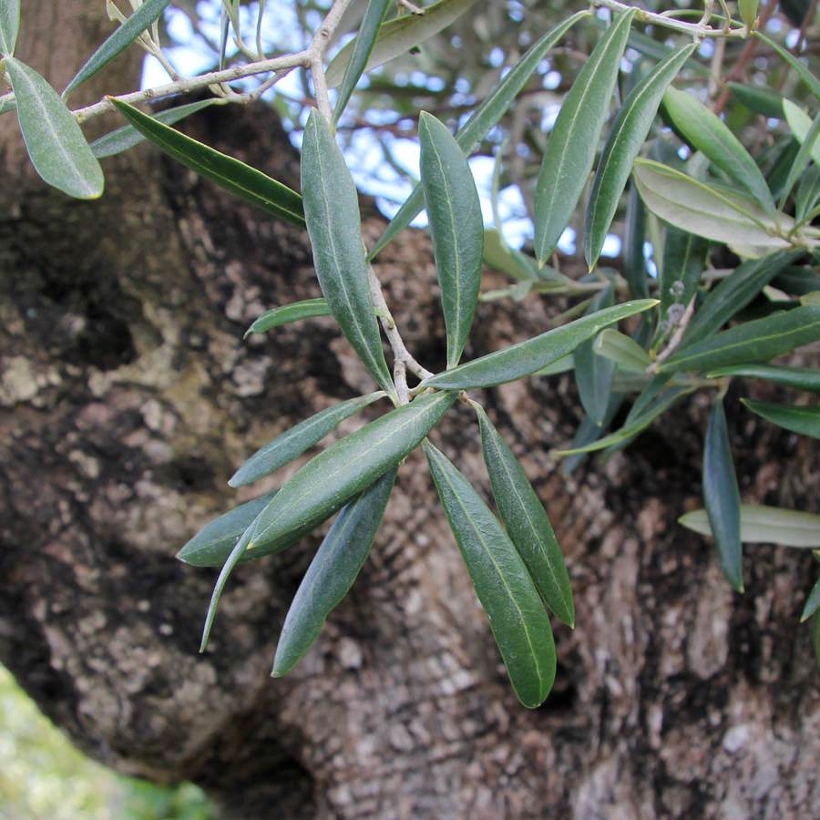 Mature Olive Tree - Olive Tree Gift - Tree2mydoor