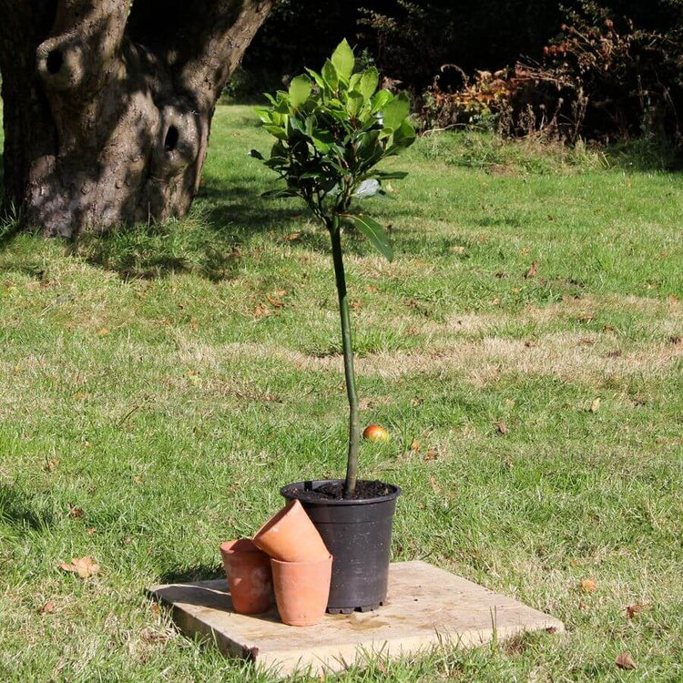 Lollipop Bay tree gift in a pot