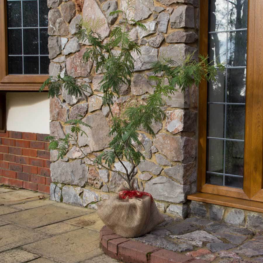 Mimosa Tree Gift - Flowering Tree Gift - Tree2mydoor