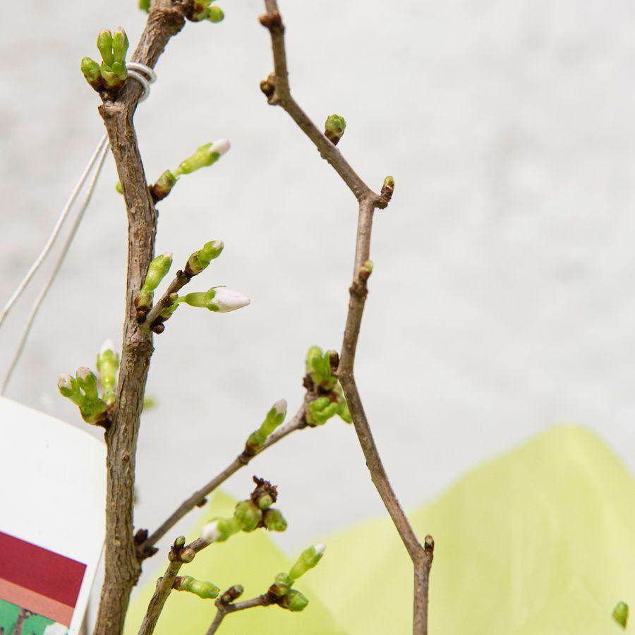 Mini Cherry Blossom Tree Gift - Ornamental tree - patio - Tree2mydoor