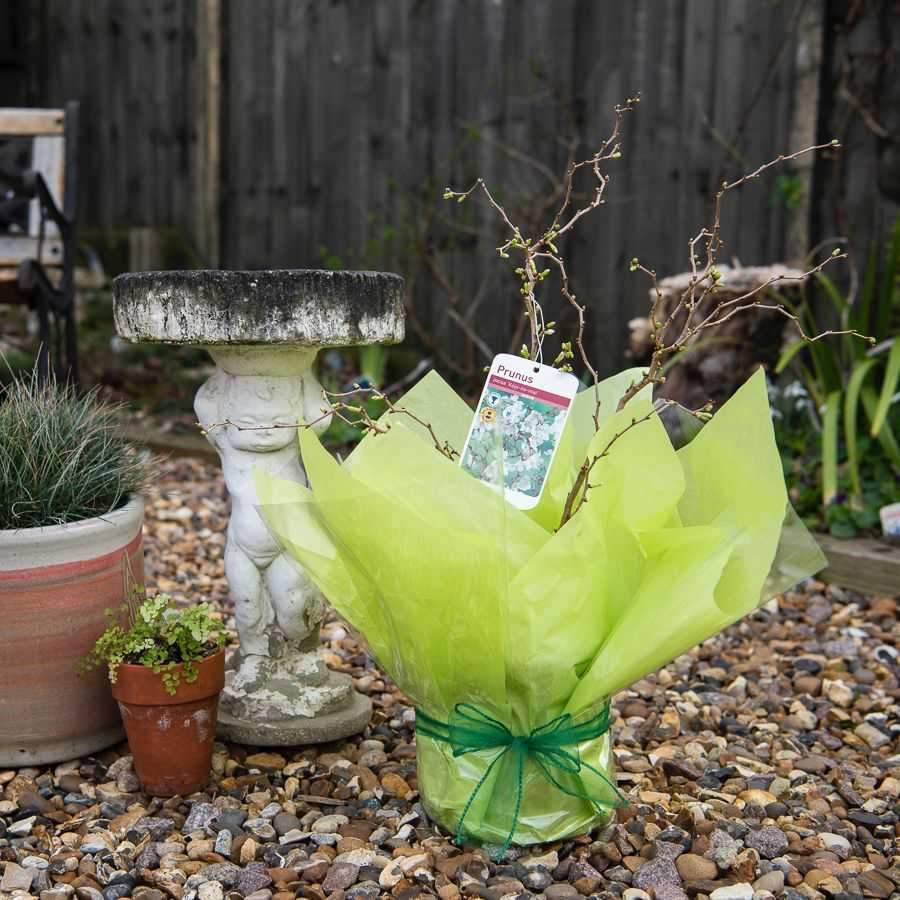 Mini Cherry Blossom Tree Gift - Ornamental tree - patio - Tree2mydoor