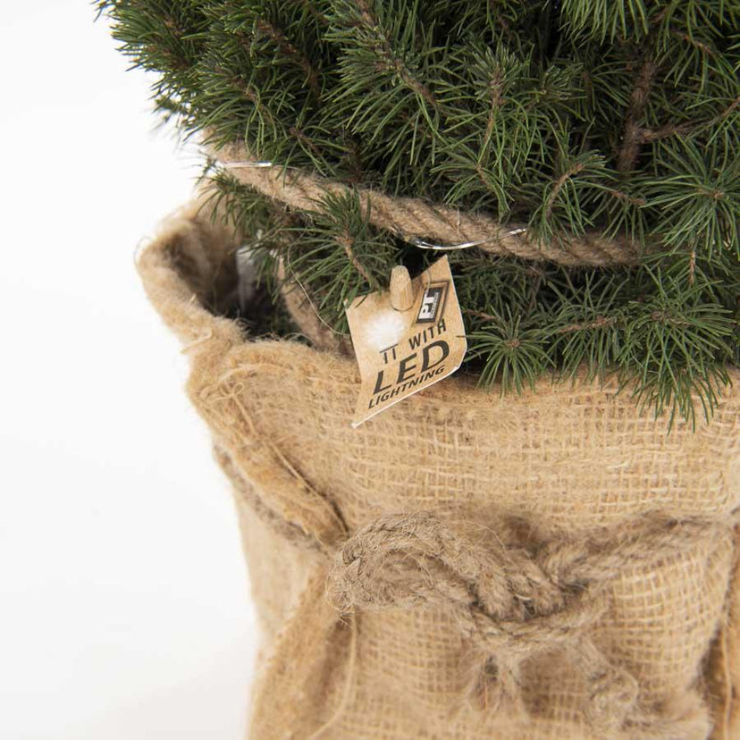 Mini Christmas Tree with Lights | Real Mini Christmas Tree