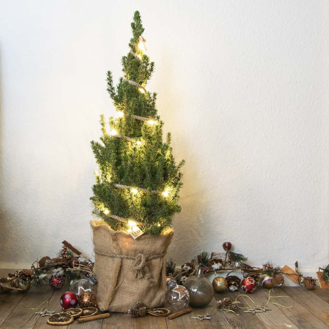 Mini Christmas Tree with Lights | Real Mini Christmas Tree