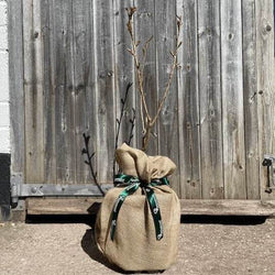 Japanese Flowering Cherry Tree Gift - Flowering Tree Gift - Tree2mydoor