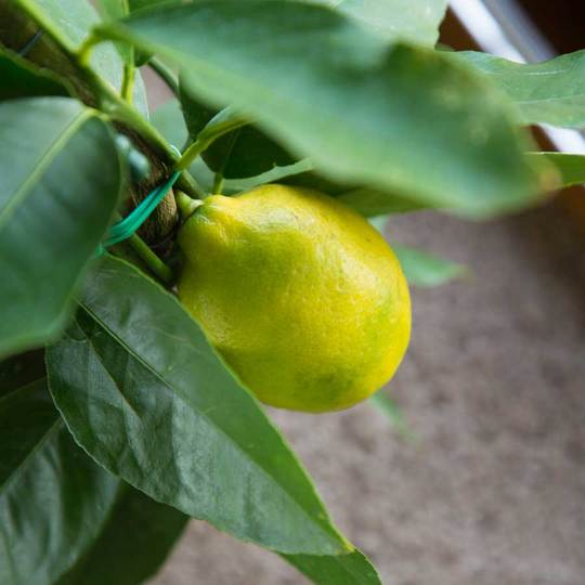 A mini lemon growing on the tree