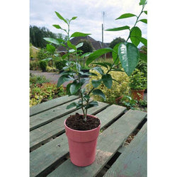 Lime Starter Plant Gift - Citrus Tree Gift - Tree2mydoor
