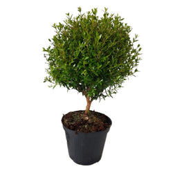 The Mini Myrtle Present Tree Myrtle Tree Gift (1L pot, 30cm height) - Flowering Tree Gift - Tree2mydoor