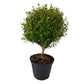 Mini Myrtle Tree Gift
