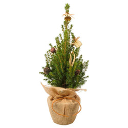 Mini Potted Christmas Tree with decorations - Christmas Tree Gift - Tree2mydoor
