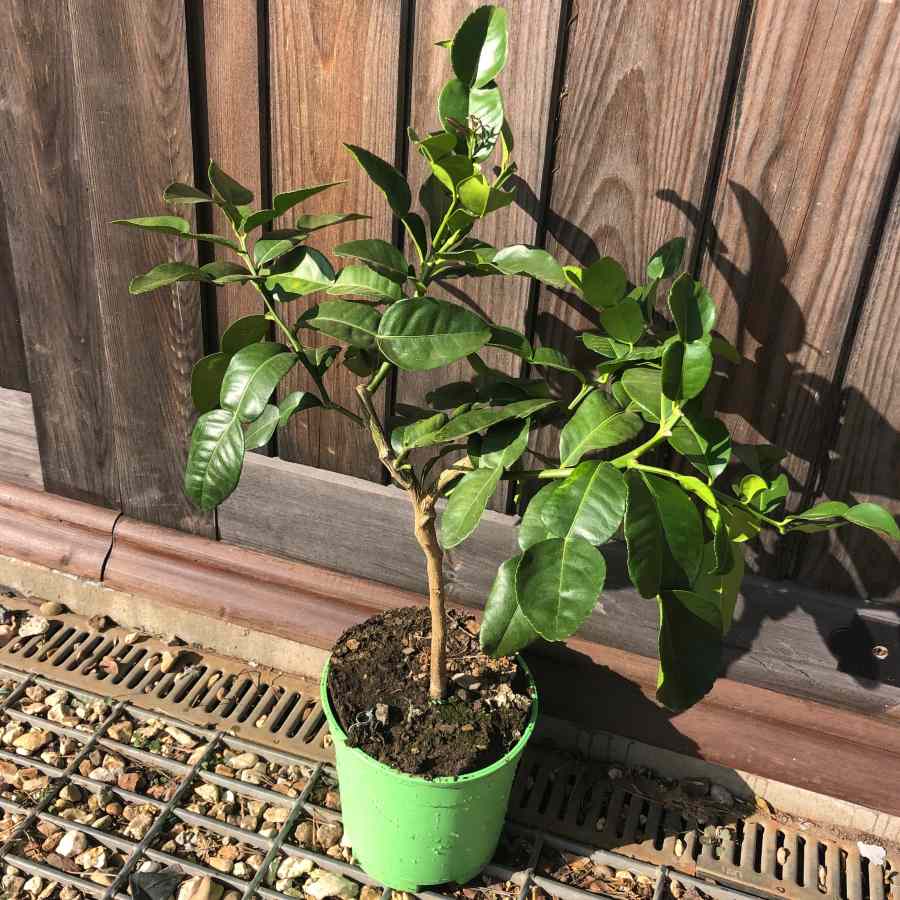 Mini Kaffir Lime Tree for Sale