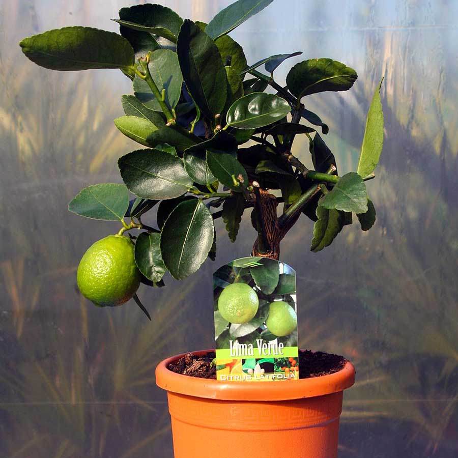 Mini Sweet Lime Tree Gift - Citrus Tree Gift - Tree2mydoor
