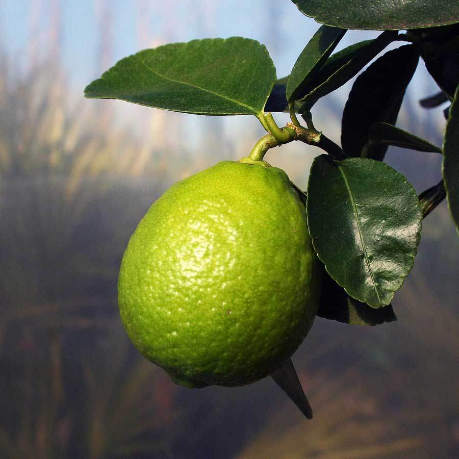 Mini Sweet Lime Tree Gift - Citrus Tree Gift - Tree2mydoor