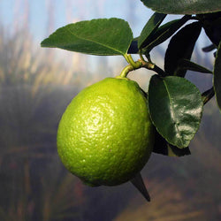 Mini Sweet Lime Tree Gift - Citrus Tree Gift - Tree2mydoor