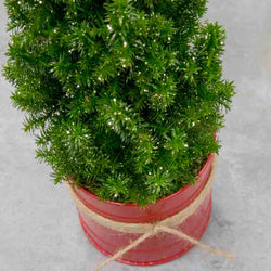 Miniature Christmas Tree - Christmas Tree Gift - Tree2mydoor