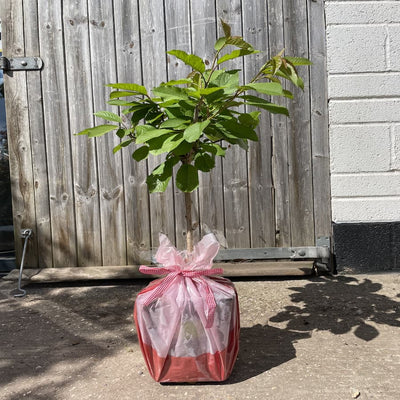 Patio cherry tree gift wrapped