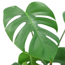 Large Swiss Cheese Plant - Indoor Plant Gift - Tree2mydoor