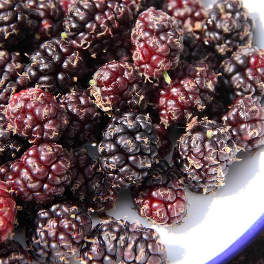 12L Mulberry (Morus) Chelsea (King James) 1.5m - Gardeners Club - Tree2mydoor