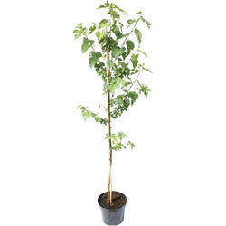 Mulberry Bush Gift - Fruit Tree Gift - Tree2mydoor