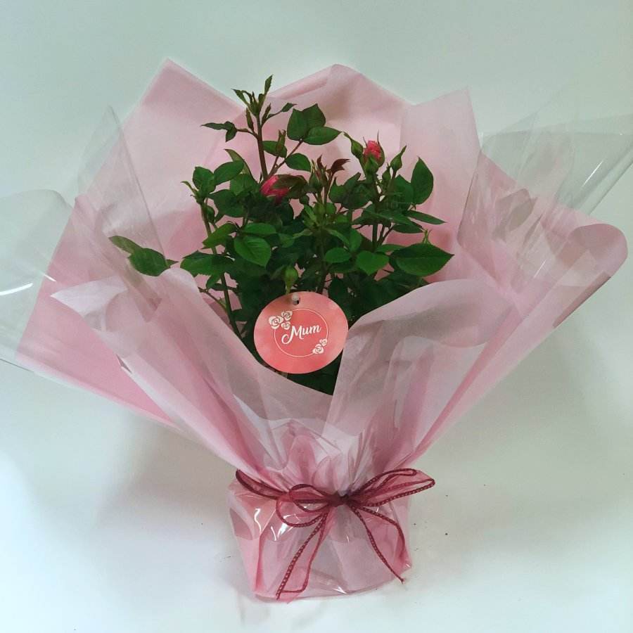 Mum Patio Rose Bush Gift - Rose Bush Gift - Tree2mydoor