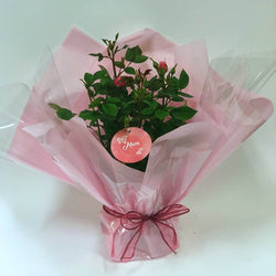 Mum Patio Rose Bush Gift - Rose Bush Gift - Tree2mydoor