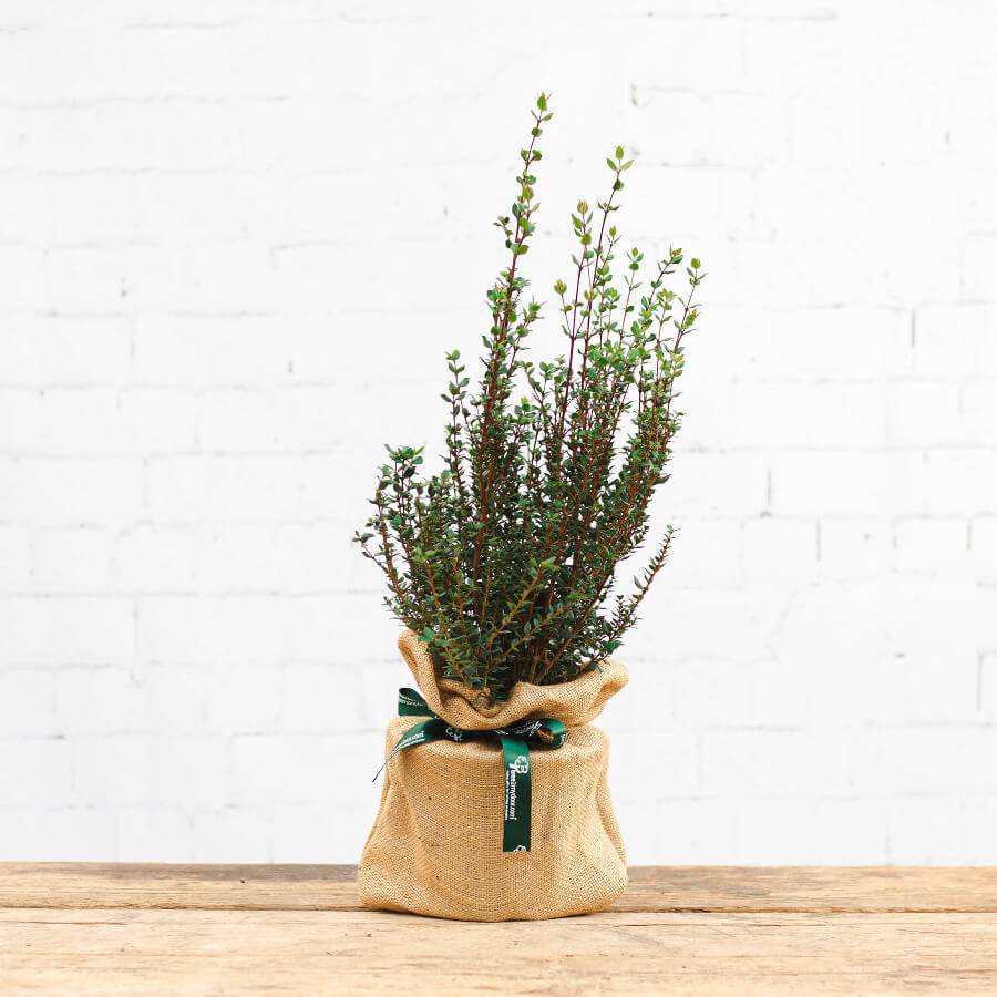 The Mini Myrtle Present Tree Myrtle Tree Gift (1L pot, 30cm height) - Flowering Tree Gift - Tree2mydoor